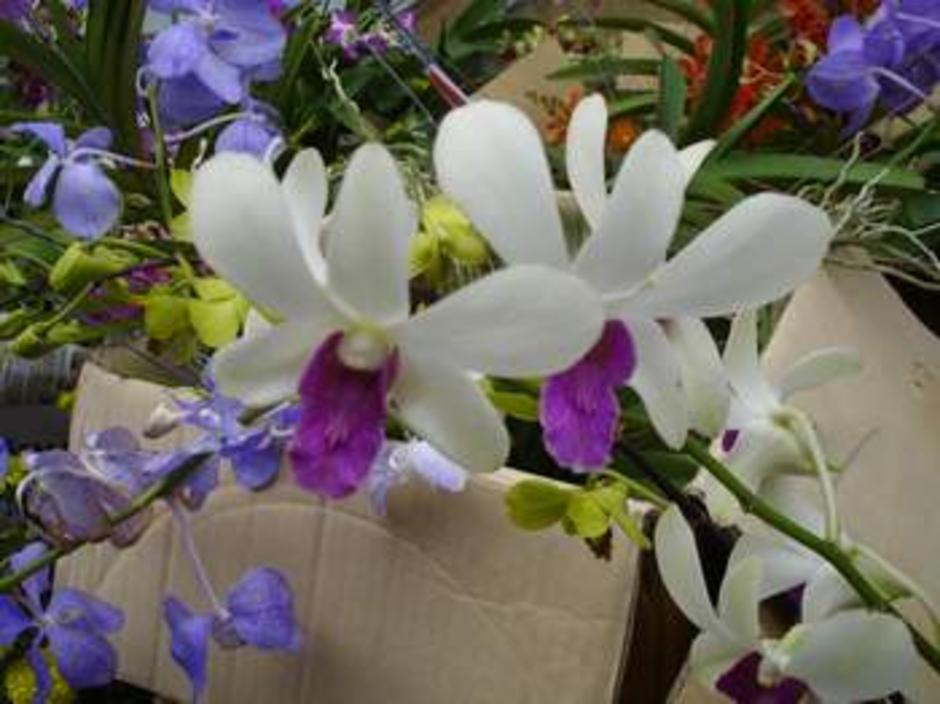สีขาว