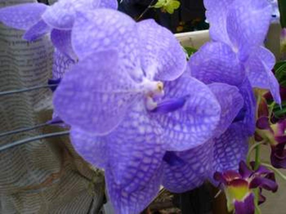 ดอกไม้