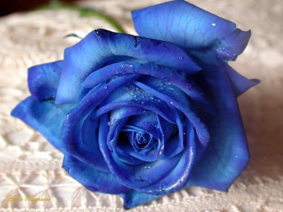 Blur Rose