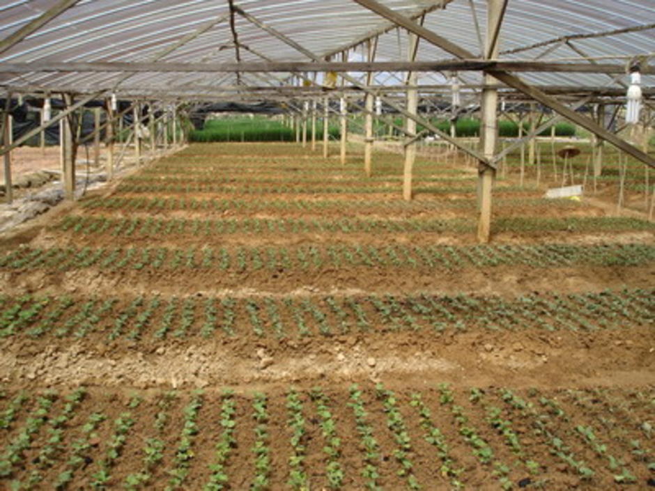โรงเรือนเตรียมปลูก