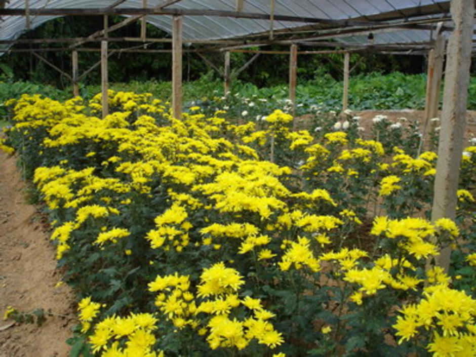 สีเหลือง