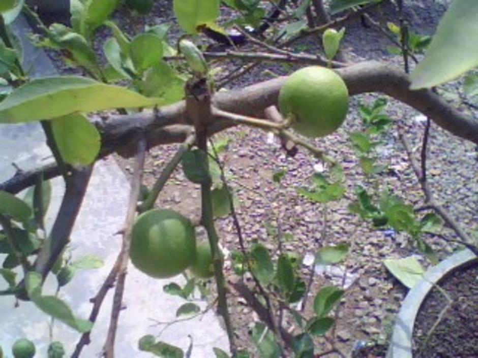 http://gotoknow.org/file/nongji/IMG0671A.jpg