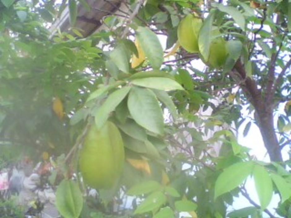 http://gotoknow.org/file/nongji/IMG0716A.jpg