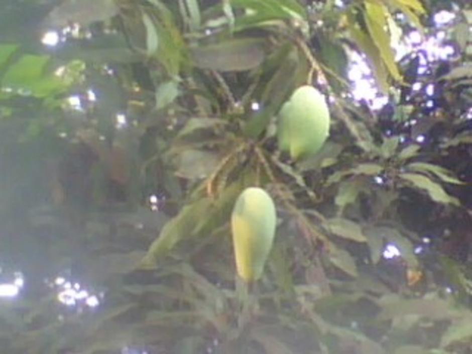 http://gotoknow.org/file/nongji/IMG0718A.jpg