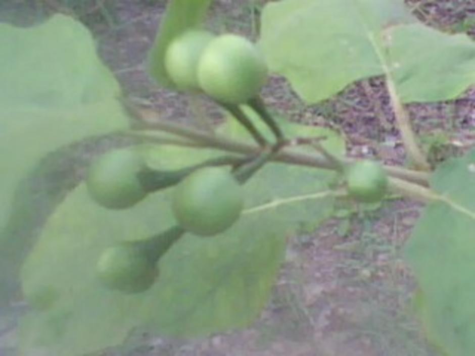 http://gotoknow.org/file/nongji/IMG0725A.jpg