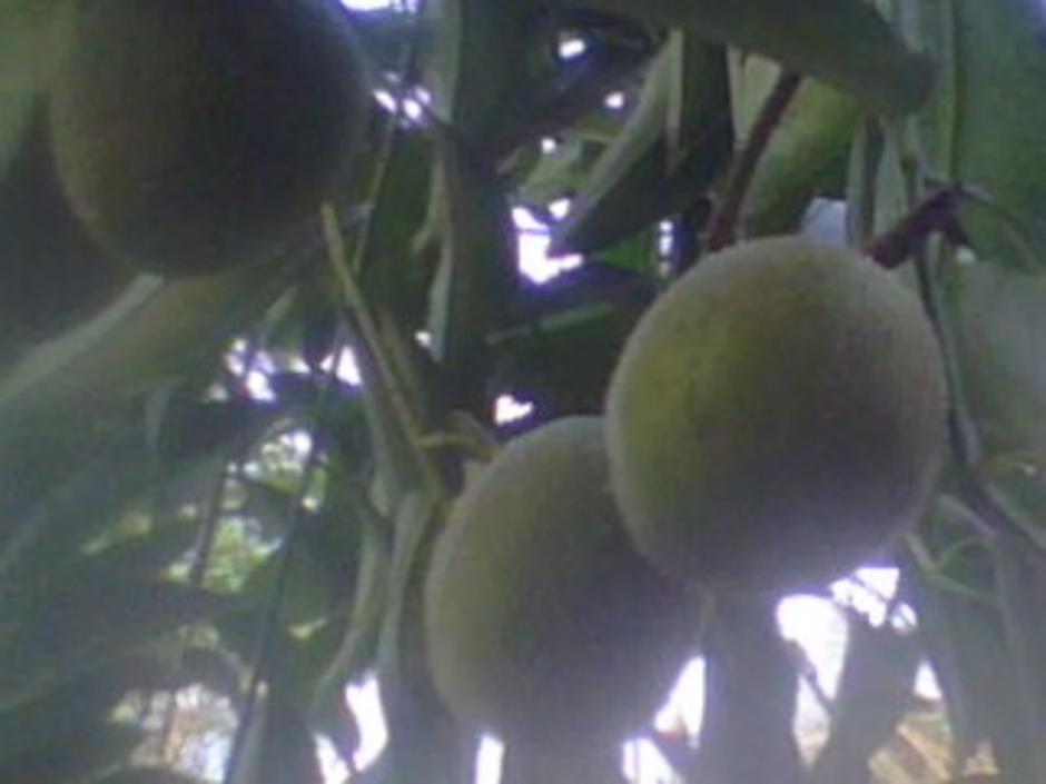 http://gotoknow.org/file/nongji/IMG0730A.jpg