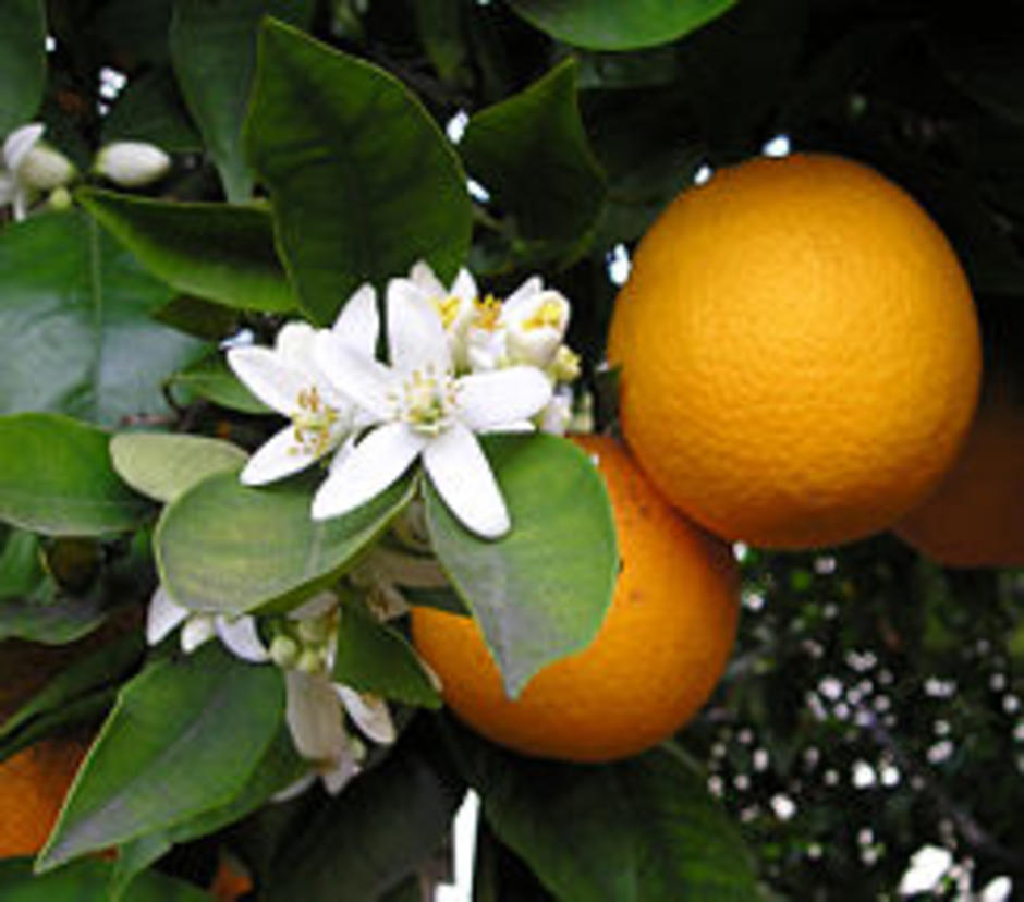 http://gotoknow.org/file/snoo_py26/1.jpg