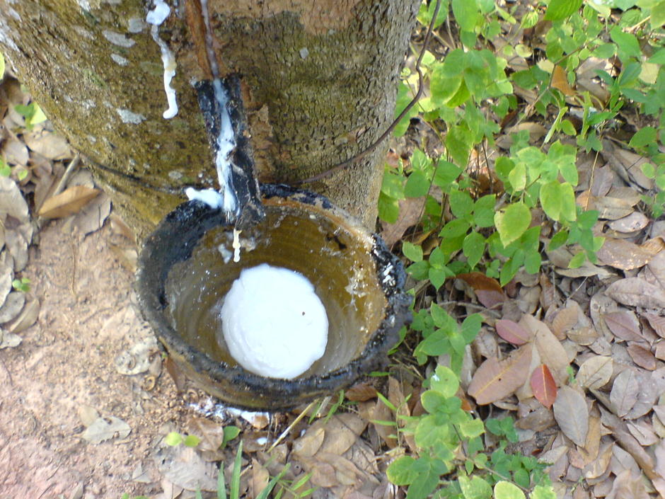 http://gotoknow.org/file/nmintra/DSC00381.JPG