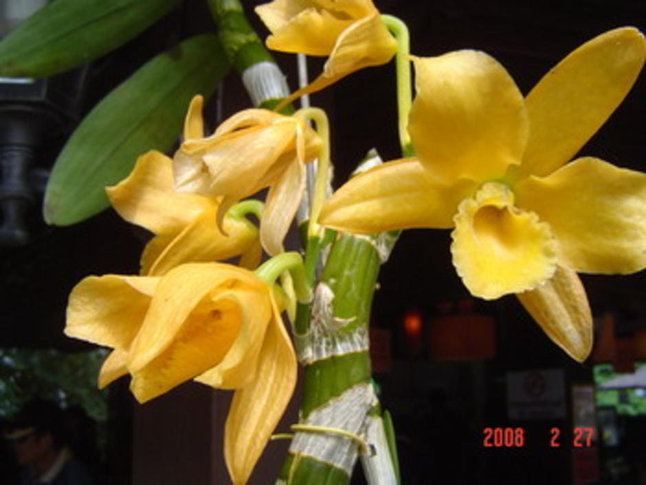 สีเหลือง
