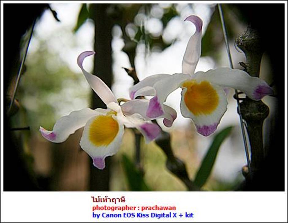 ไม้เท้าฤาษี