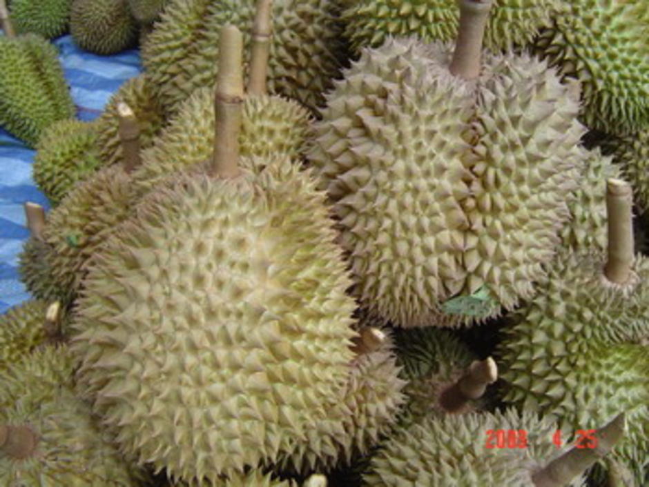 ทุเรียน