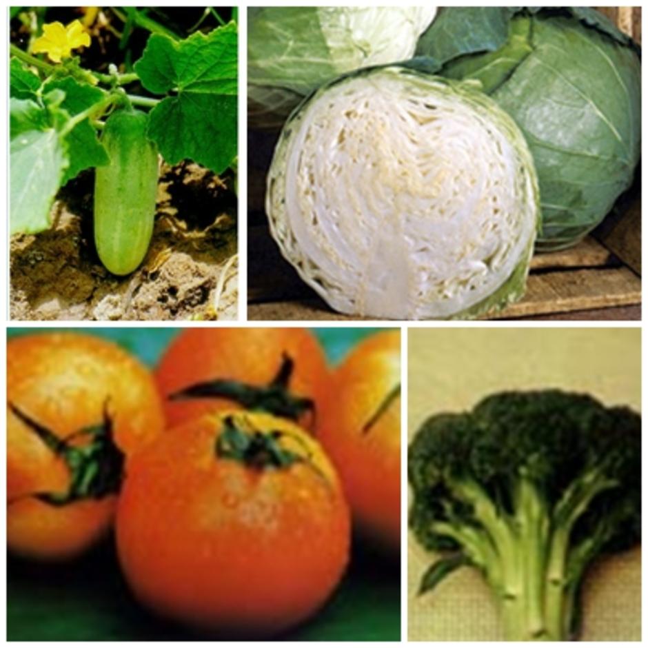 vegetable