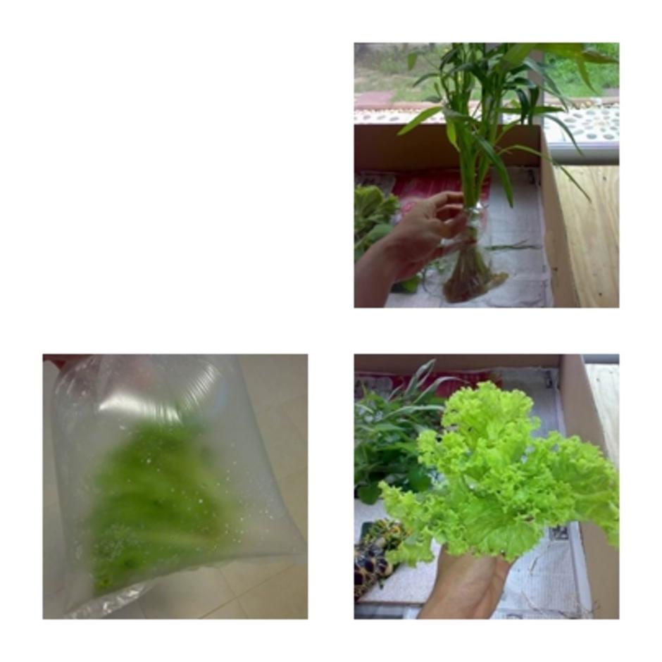 vegetable