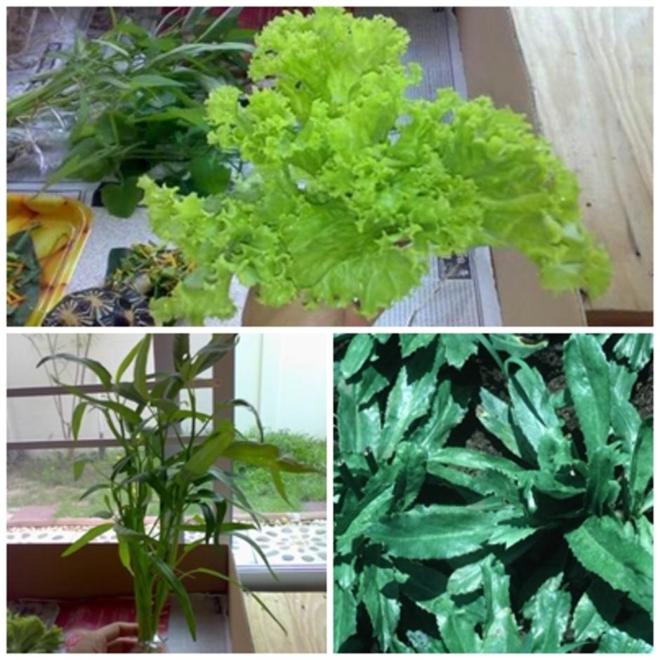 vegetable