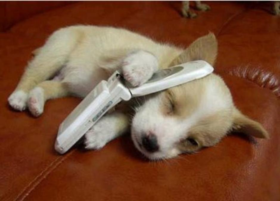 dog