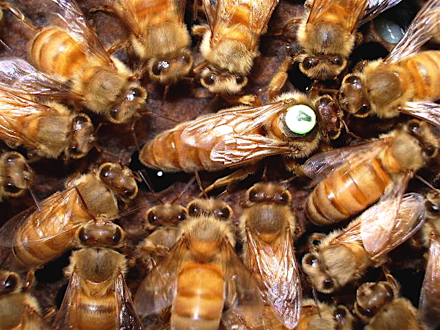 ผึ้งงานกำลังป้อน Royal jelly ให้ผึ้งนางพญา และรับ Pheromone สารคุมกำเหนิด