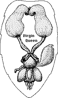 รังไข่ของผึ้งนางพญาพรหมจรรย์ (Virgin Queen)