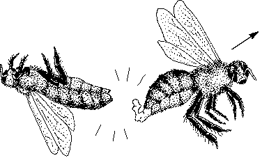 อวัยวะผึ้งตัวผู้ Drone sign หรือ Mating sign หลุดติดไปกับผึ้งนางพญา