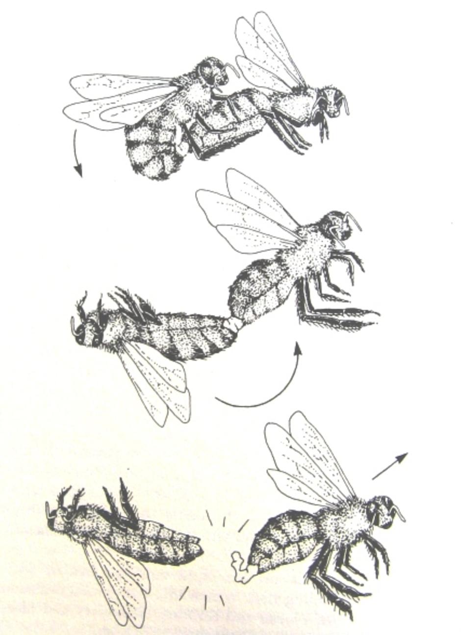 ภาพการผสมพันธุ์ของผึ้งพันธุ์ (Apis mellifera)