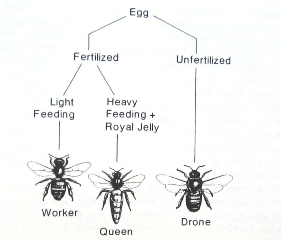 ปัจจัยที่มีผลต่อความแตกต่างในวรรณะของผึ้ง
