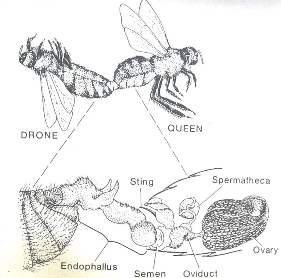 ช่วงที่ผึ้งตัวผู้หงายหลังลงมา อวัยวะสืบพันธุ์ของผึ้งตัวผู้จะติดอยู่กับผึ้งนางพญาในลักษณะดังภาพ