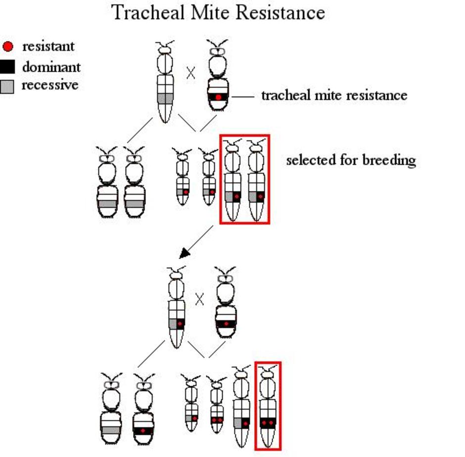 Tracheal mite Resistance