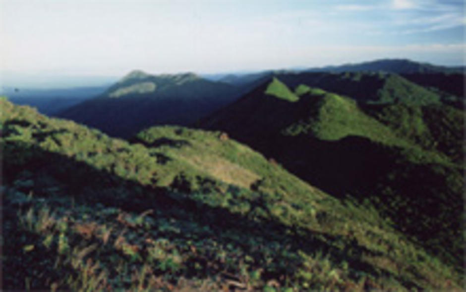 kaojetyod