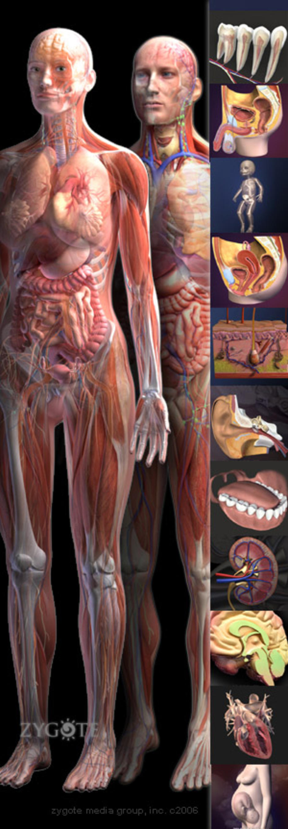 anatomy