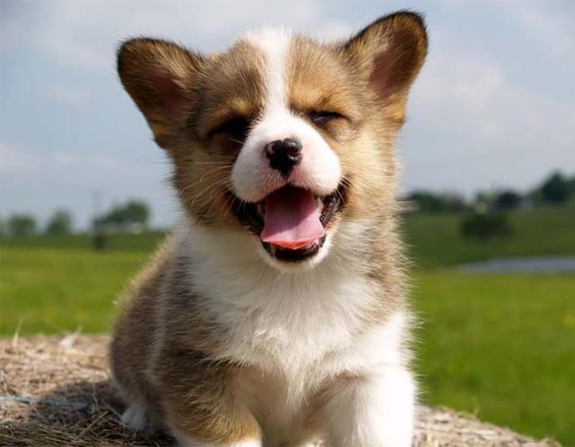smile dog หมายิ้ม...