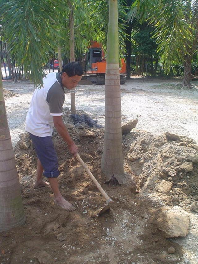 Large_palm08