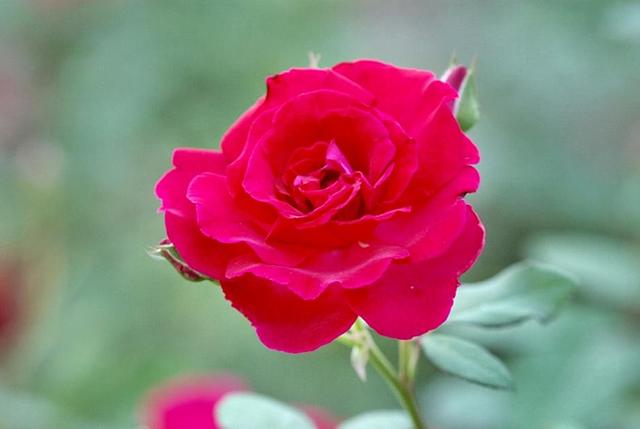 Large_redrose2