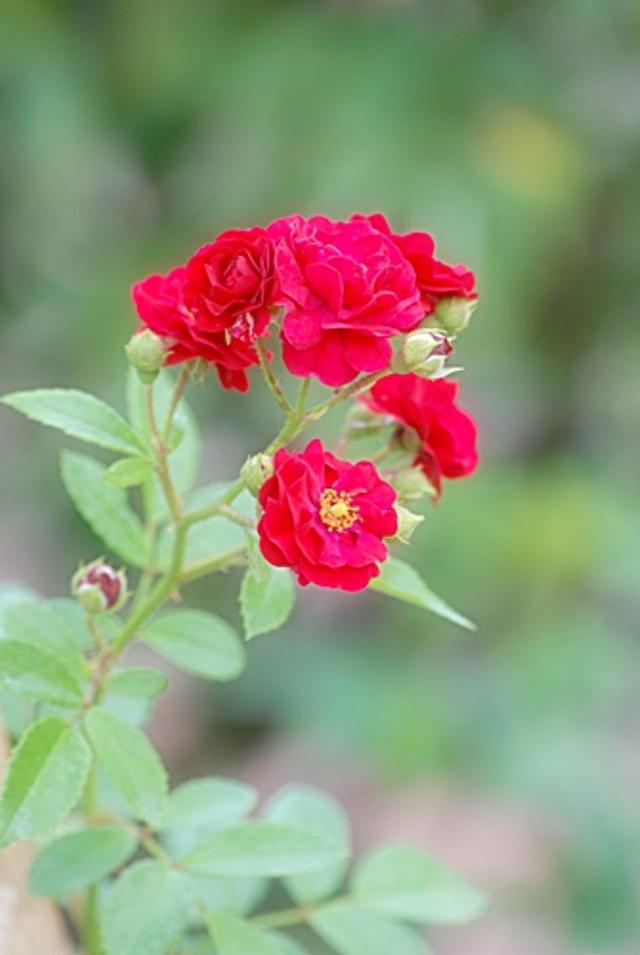 Large_redrosegroup1