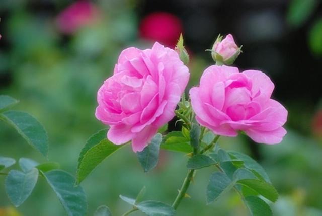 Large_twopinkrose2