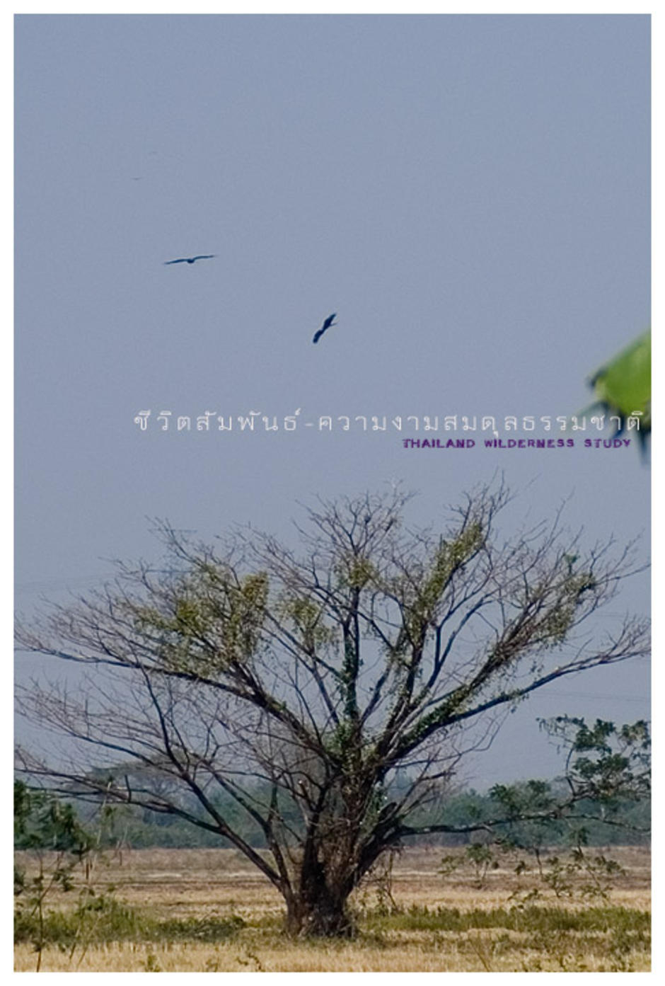 เหยี่ยวดำเหนือทุ่งนาที่ราชบุรี