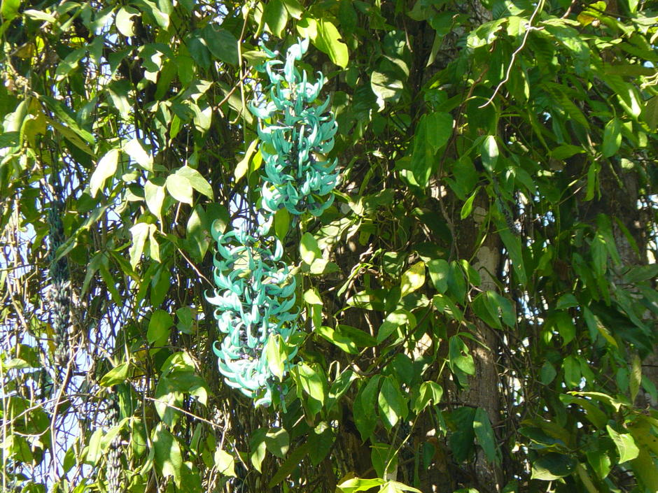 flower1