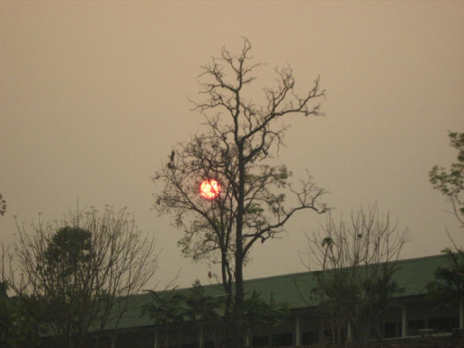 ต้นไม้แห้งๆ กับดวงอาทิตย์หลังม่านควันในหุบเขาเล็กของ ม. นเรศวรพะเยา 5โมงเย็นกว่าๆ วันที่ 11มีนาคม 2552 