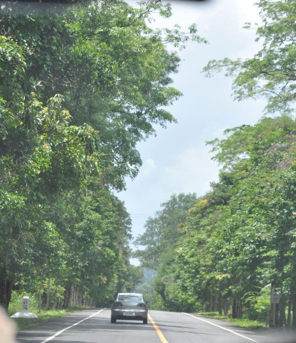 tree