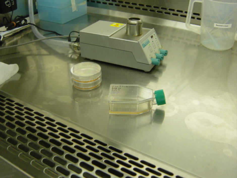 lab