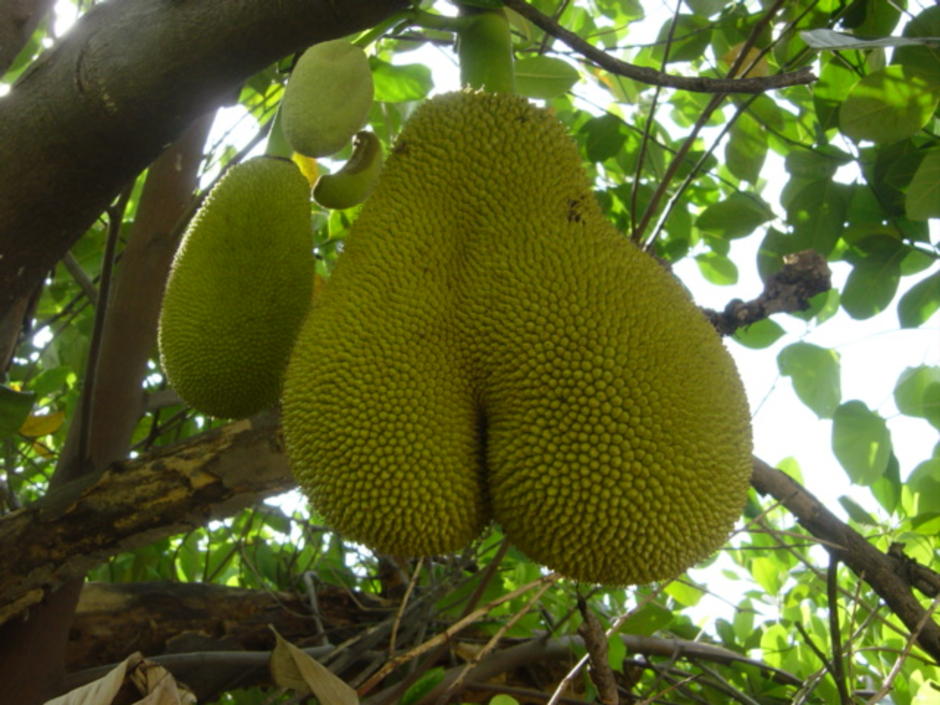 jack fruit