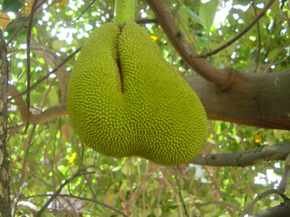 jack fruit