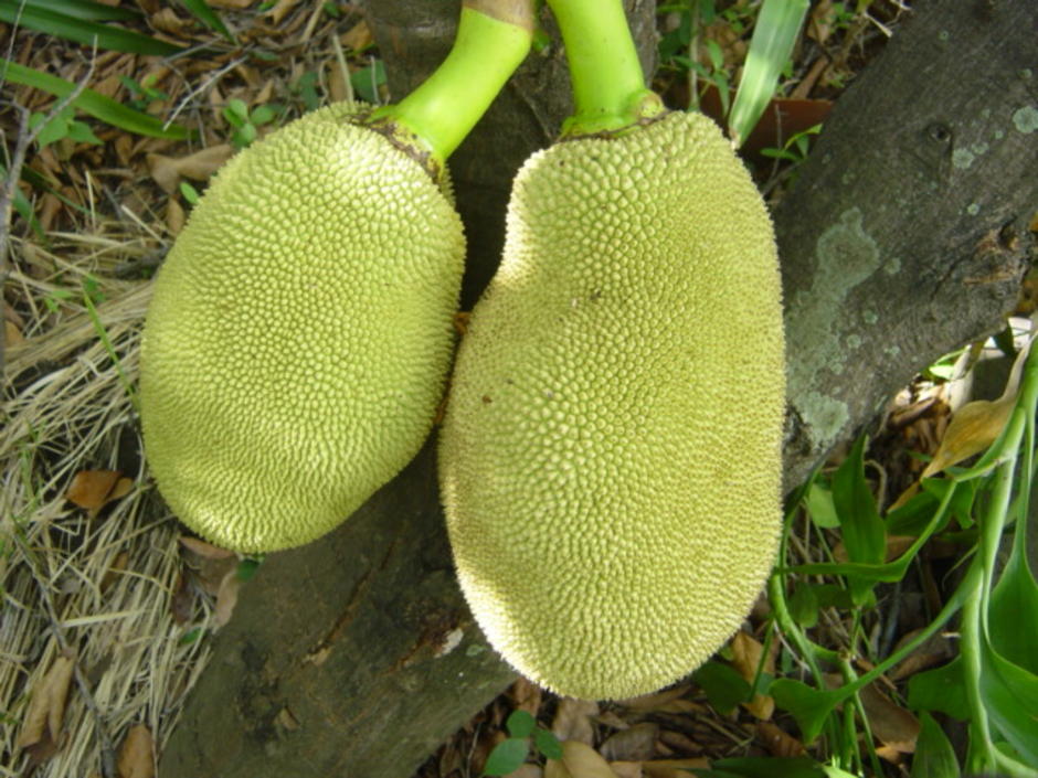 jack fruit