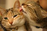 Cats3