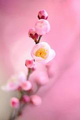 Softwhispers