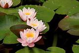Waterlilies