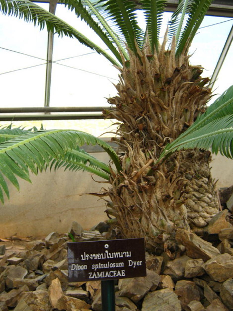 Dioon Spinulosum Dyer Gotoknow