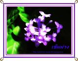 Flv00012