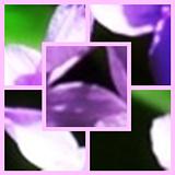 Flv00014