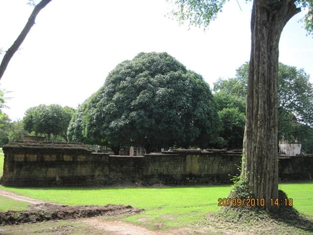 Large_0784