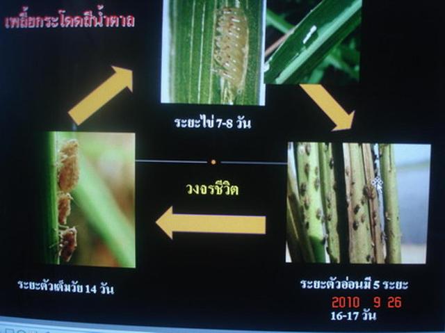Large_0010794