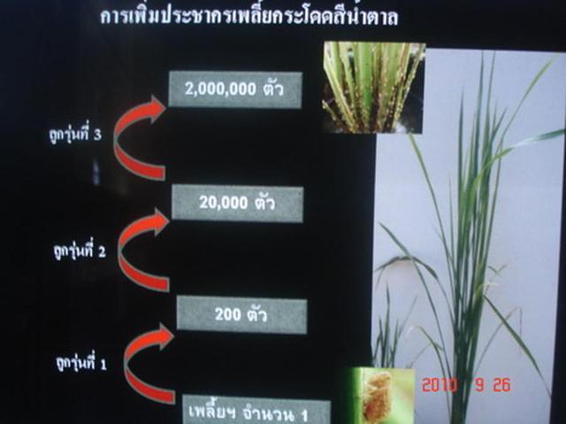 Large_0010796